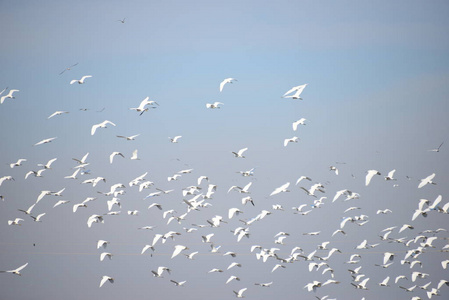自由 美丽的 夏天 自然 翅膀 航班 羽毛 天空 苍鹭 海洋