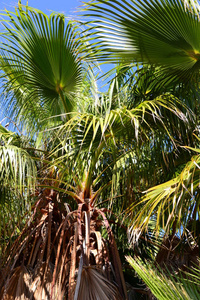棕榈 植物 西班牙 假期 风景 旅行 椰子 美丽的 旅游业