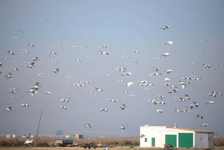 自由 野生动物 海鸥 航班 天空 夏天 风景 美丽的 苍鹭