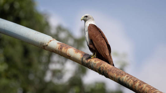 印度猛禽婆罗门风筝图片