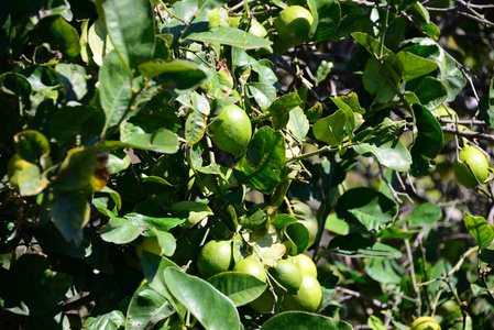 酸的 果园 夏天 食物 分支 颜色 植物 西班牙 甜的 苹果