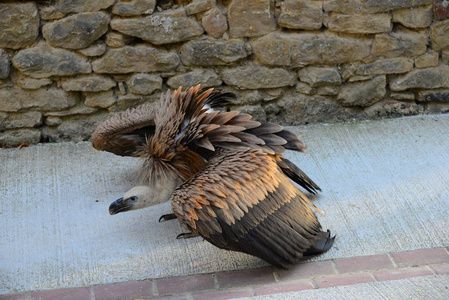 翅膀 眼睛 动物 捕食者 自然 自由 猛禽 欧洲 航班 动物园