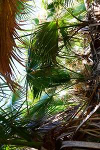 森林 颜色 美丽的 生长 自然 植物 西班牙 棕榈 植物区系