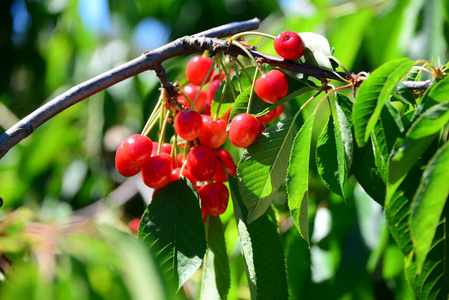 颜色 季节 樱桃 食物 花园 分支 西班牙 植物 灌木 维生素