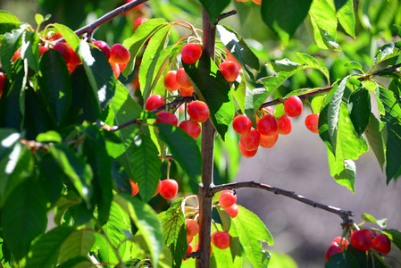 花园 颜色 浆果 甜的 自然 食物 西班牙 灌木 水果 夏天