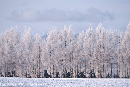 自然 冻结 季节 日本 寒冷的 北海道 美丽的 冬天