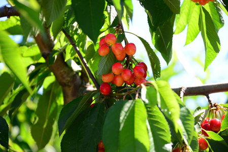 维生素 颜色 分支 浆果 植物 收获 樱桃 树叶 自然 灌木