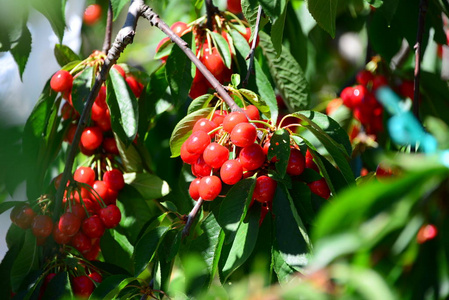樱桃 水果 浆果 秋天 植物 自然 树叶 夏天 食物 分支