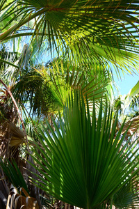 太阳 树叶 夏天 棕榈 植物 天空 假期 自然 美丽的 阳光