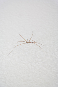白色墙上常见的家用长腿蜘蛛特写