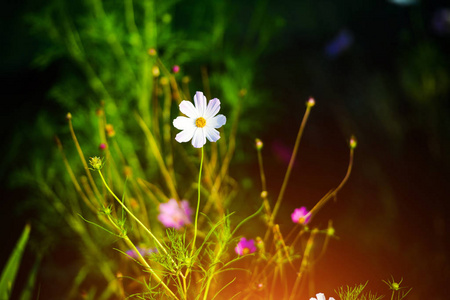 美丽的春花。花朵背景。阳光明媚的一天。