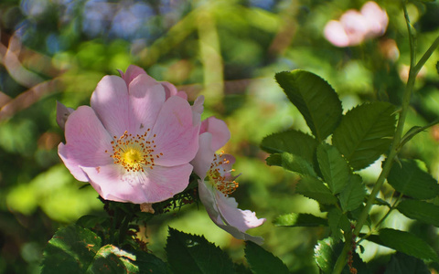 保护浅绿色图片-保护浅绿色素材-保护浅绿色插画-摄图新视界