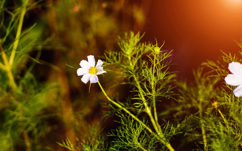 美丽的春花。花朵背景。阳光明媚的一天。