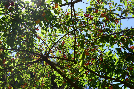 分支 夏天 环境 美丽的 自然 西班牙 花园 树叶 季节