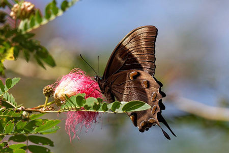 自然 翅膀 夏天 尤利西斯 野生动物 蝴蝶 特写镜头 美丽的