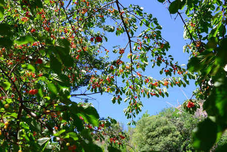 水果 天空 夏天 花园 西班牙 食物 季节 甜的 果园 樱桃
