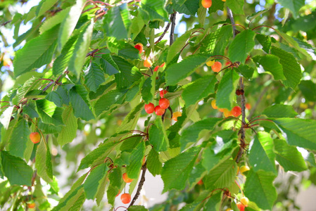 农业 花园 植物 自然 季节 秋天 灌木 水果 夏天 樱桃