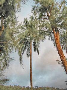 热带棕榈天空