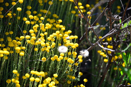 西班牙 花的 植物区系 花瓣 颜色 季节 开花 春天 自然