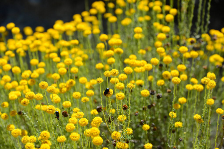 草地 自然 美女 甘菊 领域 季节 西班牙 花瓣 开花 盛开