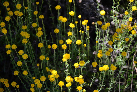 西班牙 夏天 甘菊 颜色 花园 领域 开花 草地 春天 花的