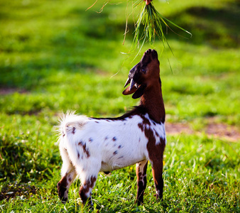 棕色山羊宝宝站在夏天的草地上。可爱又有趣。
