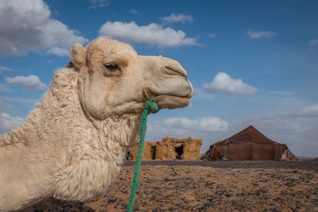 摩洛哥，墨索加，骆驼在拍照
