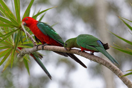 鸟类 丛林 颜色 鹦鹉 森林 自然 动物群 美丽的 夫妇