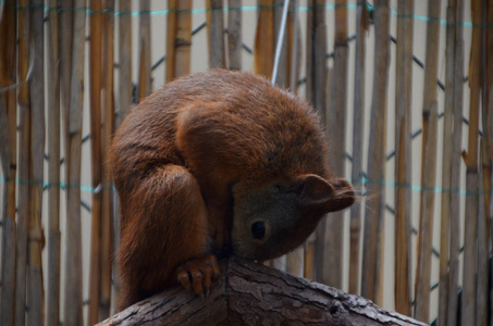 可爱极了 松鼠 动物 野生动物 哺乳动物 森林 可爱的 生物