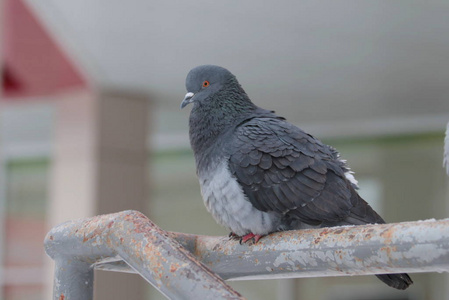 城市鸽子坐在金属扶手上。城市野生动物。美丽的动物