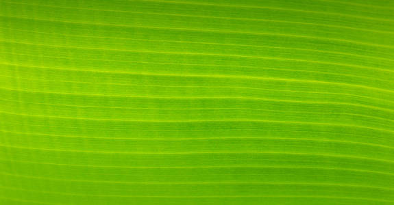 Palm leaves texture 