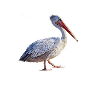 孤立的鹈鹕图片-孤立的鹈鹕素材-孤立的鹈鹕插画-摄图新视界