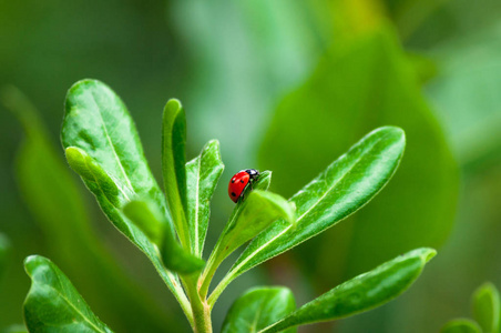 植物 缺陷 草地 生活 瓢虫 花园 自然 美丽的 甲虫 野生动物