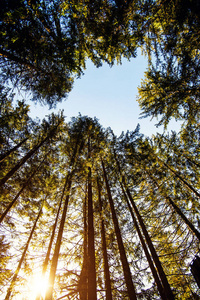 Sunrise in a beautiful forest in Carpathian mountains, Ukraine, 