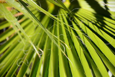 植物 植物区系 西班牙 美女 颜色 春天 生长 棕榈 纹理