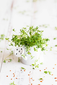 watercress salad microgreens, green leaves and stems. Sprouting 