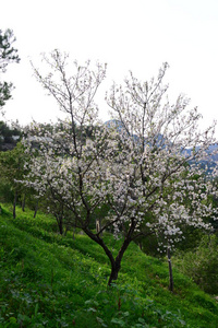 花瓣 自然 日本人 特写镜头 四月 杏仁 分支 植物 春天