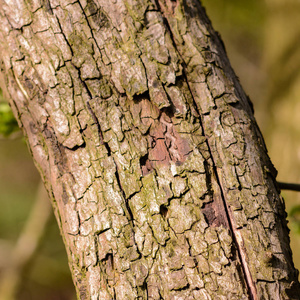 老化 皮肤 森林 林业 污垢 特写镜头 树干 材料 树皮