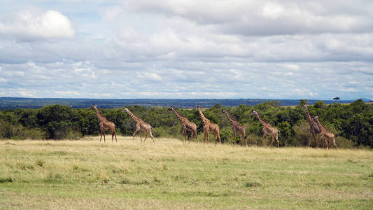萨瓦纳 乍得 美丽的 长颈鹿 赞比亚 游猎 南方 伪装 大草原