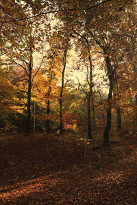 颜色 公园 环境 秋天 美丽的 落下 植物 自然 木材 季节