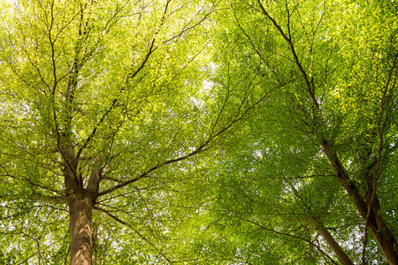 森林 天空 野生动物 丛林 风景 春天 植物 花园 种植