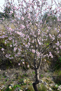 樱花 花的 季节 美丽的 粉红色 植物区系 杏仁 美女 春天