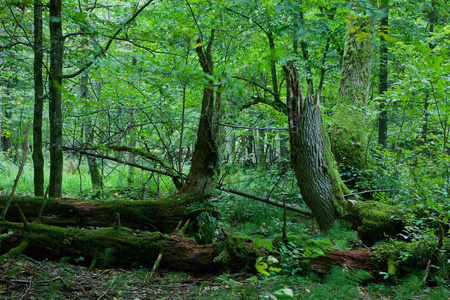 衰退 风景 树叶 森林 分解 自然 树干 波兰 拒绝 包裹