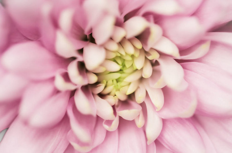 抽象的花卉背景，粉红色的菊花。宏flo