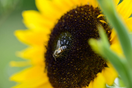 太阳 农业 苍穹 蜜蜂 闪耀 花蜜 夏季 繁荣 开花 农事