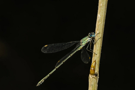 猎人 春天 动物 植物 特写镜头 树叶 蜻蜓 昆虫