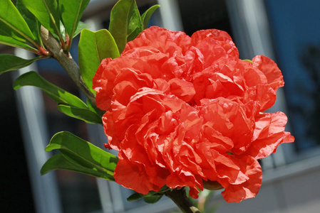 水果 花的 红润 自然 植物 颜色 春天 开花 花园 特写镜头