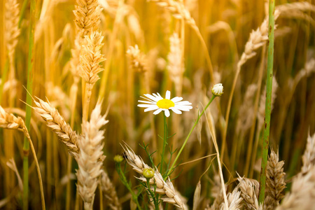 黑麦 自然 国家 农田 种子 谷类食品 作物 大麦 土地