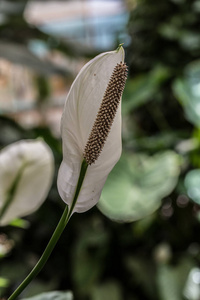 季节 自然 美丽的 花瓣 植物 开花 植物区系 火烈鸟 盛开