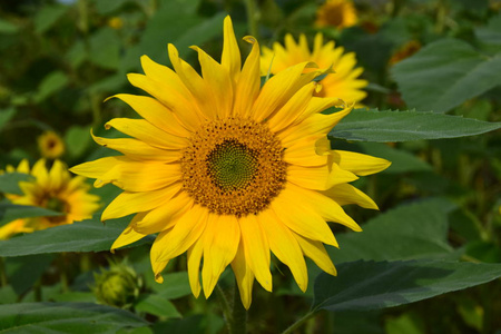 雄蕊 植物 向日葵 开花 花瓣 太阳 夏季 繁荣 闪耀 夏天